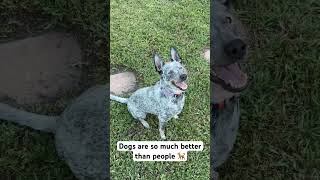 Dogs are better than people  #dog #cattledog #blueheeler #doglover