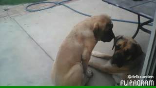 Sisters gotta love animals #animallove❤️