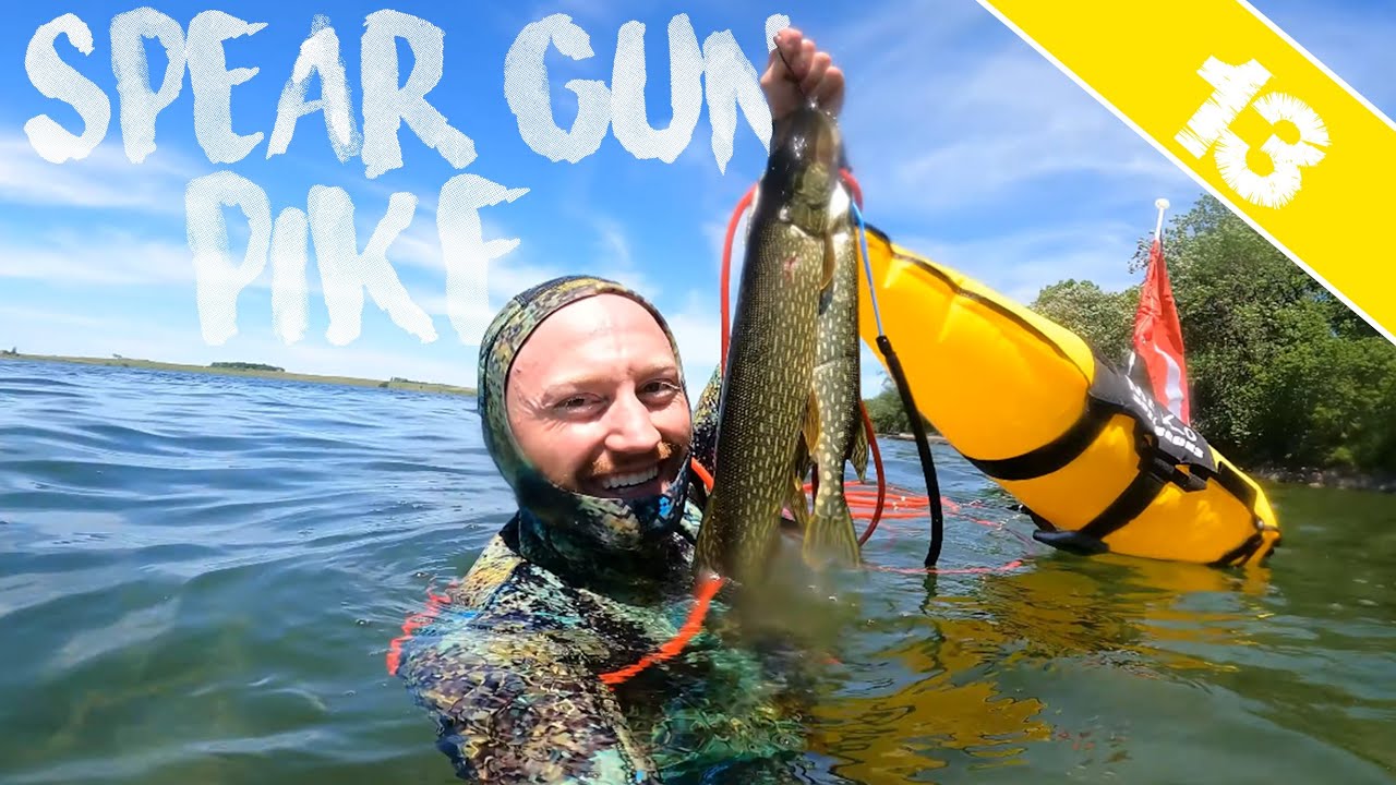 SPEAR GUN PIKES - Freedive Spearfishing for Pike in South Dakota 