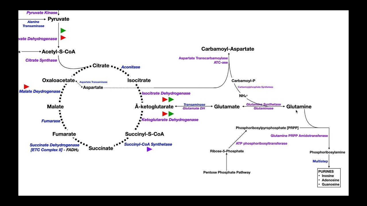 Overview of Metabolism [Part 4] Glutamate, Glutamine, & Nucleotide