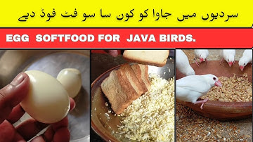 java birds soft food for winter | how to make egg soft food for java birds | java sparrow breeding.