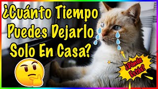 ¿Cúanto Tiempo es Seguro Dejar a Tu Gato Solo En Casa? - SiamCatchannel by SiamCatChannel 1,025 views 5 months ago 6 minutes, 4 seconds