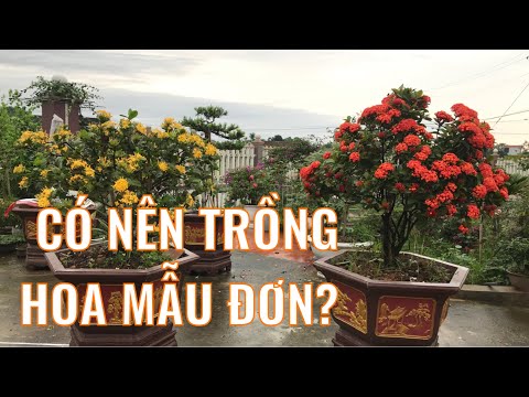 Video: Tại Sao Cây Có Hoa Màu Sáng - Ý Nghĩa Màu Hoa - Biết Làm Vườn