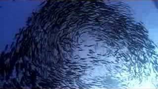 Why I Became a Scuba Instructor: DEMA Go Pro Challenge 2007 Contest Winner