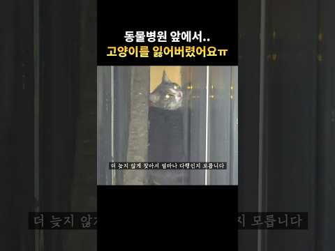 문이 열려버린 이동장 사고