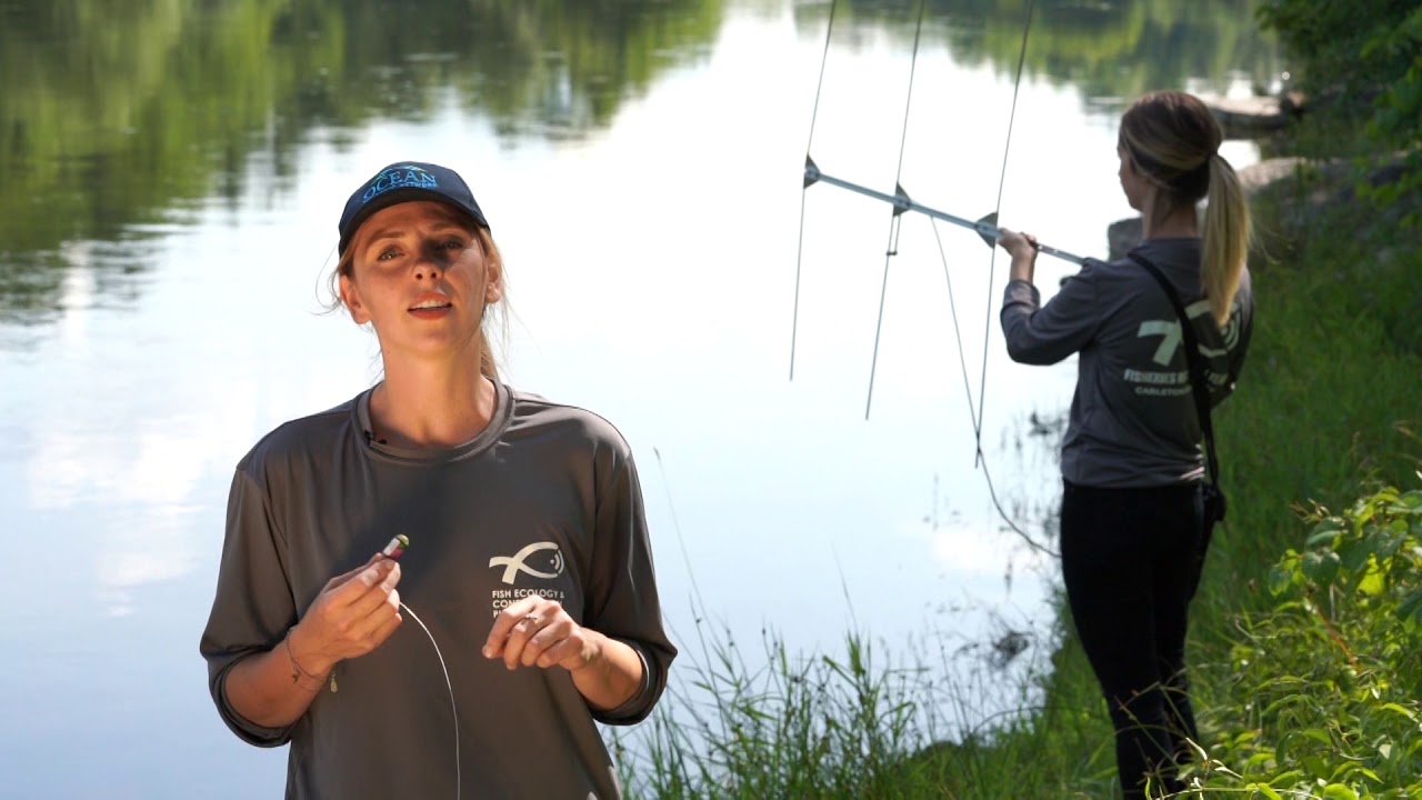 Biotélémétrie - Plans de cours
