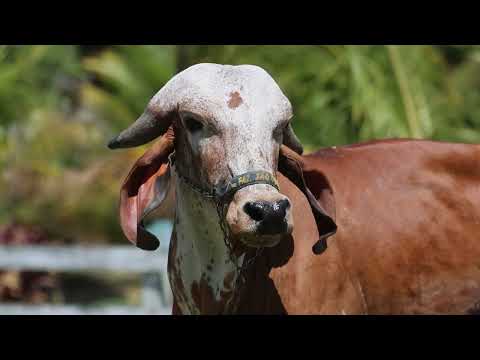 LOTE 25 | BELIZE FIV F. SÃO DOMINGOS | WSD 96