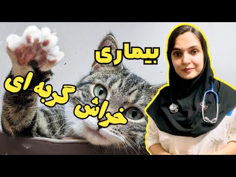 بیماری خراش گربه ای تماس با گربه نازایی نمیاره خراش گربه روی بدن باعث نابینایی میشه دکترویش