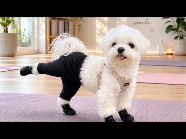 Whimsical Friday 8PM Guerrilla LIVE🐶✨ - YouTube
