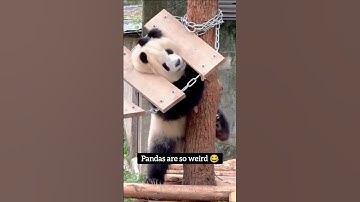 How are PANDAS Real?! 😂🐼 #panda #extinction #memes #funny #weird #china