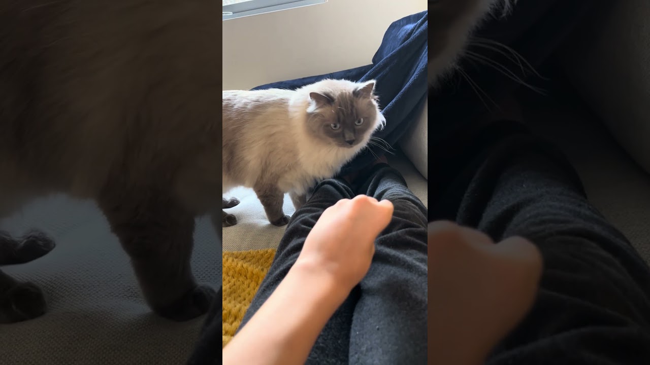 My cat coming to knead on me 2