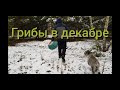Сбор грибов в декабре в Беларуси