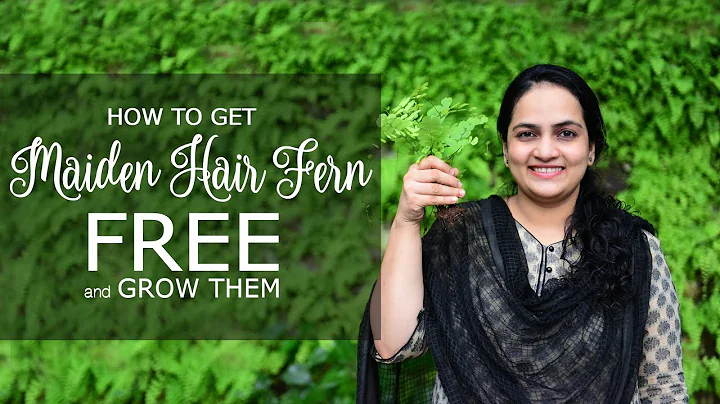 How to Collect Maiden Hair Fern for Free & Grow Th...