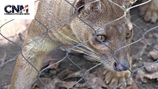 Fossa Walking Around In 4K Ultra Hd - Raw Video