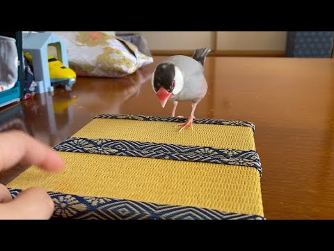 和柄好きの文鳥にミニ畳を見せてみると　java sparrow