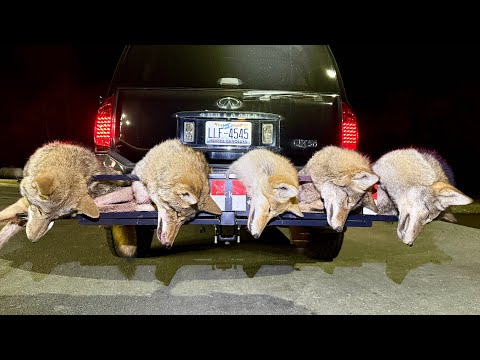 Solo Coyote Hunting At NIGHT! PART 1 | Season 9 - Ep. 15