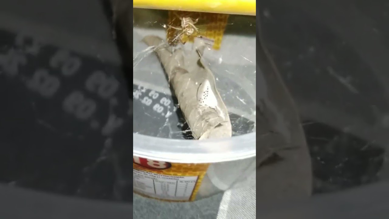 Alimentando minha aranha viúva marrom com una cigarra da espécie poekilloptera phalaenoides!