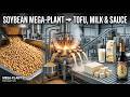 Massive Scale Soybean Production | Bean to Tofu & Milk