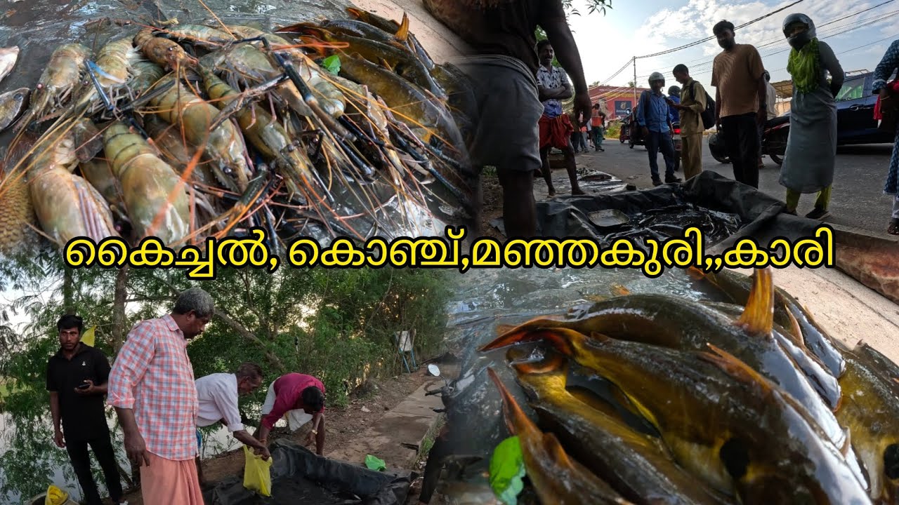 കൈച്ചൽ, മഞ്ഞകുരി, 