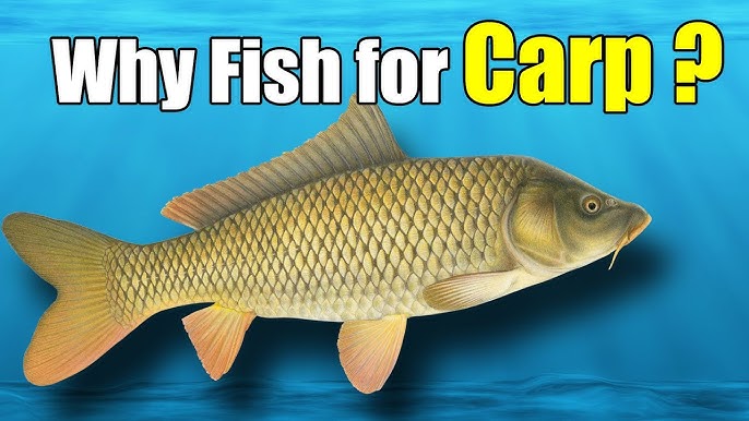 June 12th, 2021 Full Show - Carp Fishing, Kayaking Elkhorn Creek,  Artificial Fish Beds 