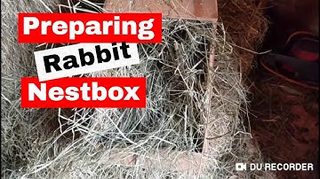 Preparing Nestbox for New Zealand Rabbit