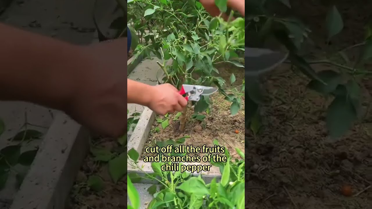 How To Care For The Plant During Winter Grow Chili Peppers Into A Tree 