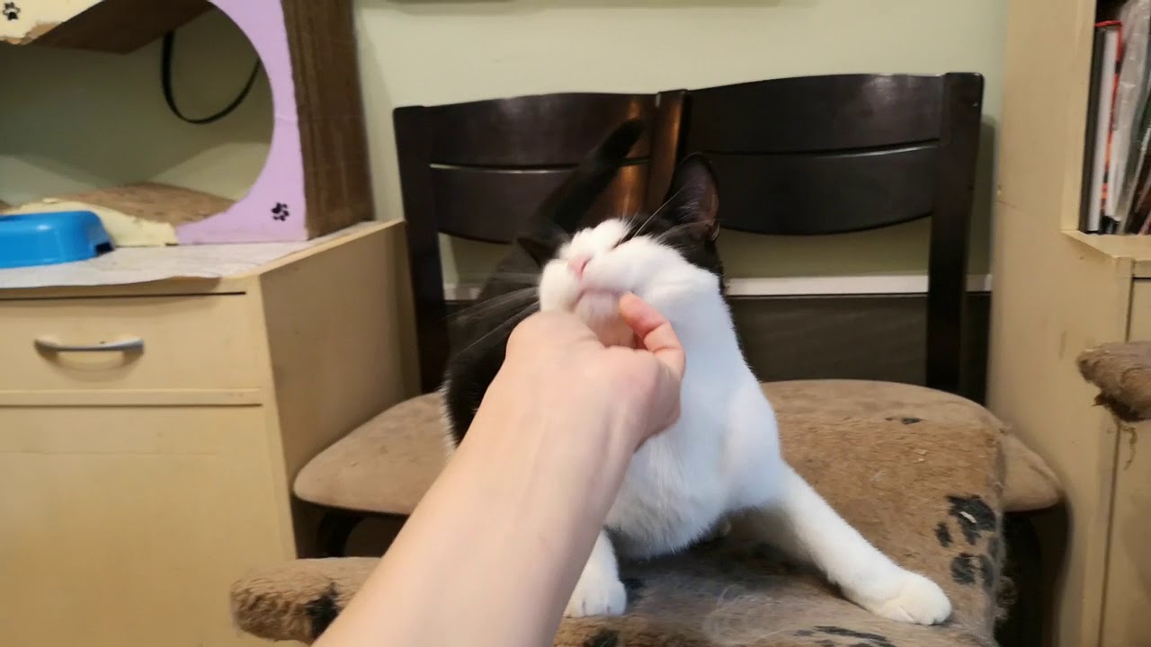 Кот стасик и ленка