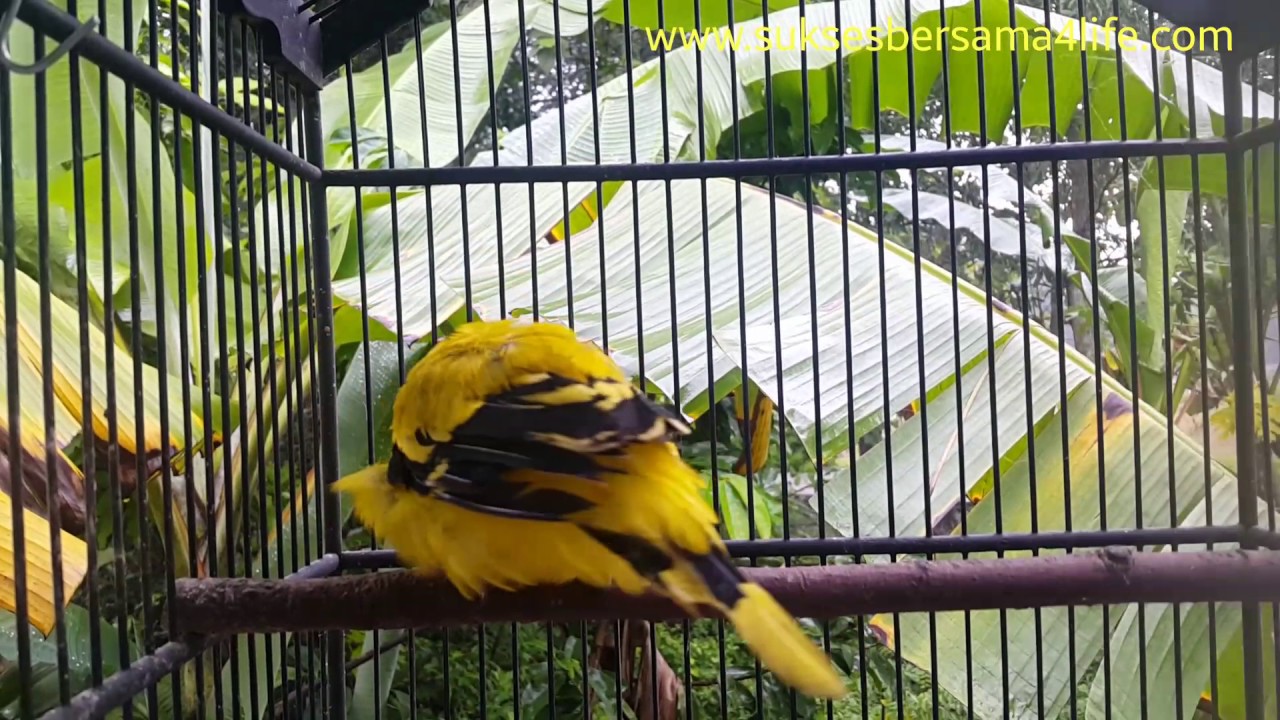 Burung Kepodang Emas Jawa Mas Enggar Youtube