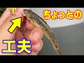 ホタテでハゼを釣る!ほんのちょっとの工夫で効果UP
