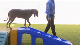 A look inside Katy's exclusive luxury hotel for dogs