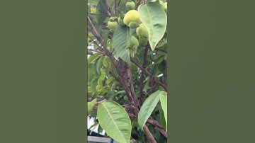 Cây ổi ruby thái