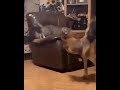 շունն և կատուն,собака и кошка - dog and cat