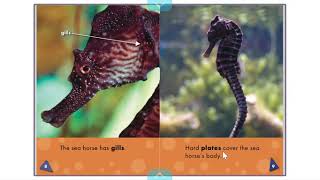 Seahorse read aloud