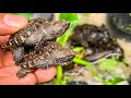 How to set up a tub for baby snapping turtles!!