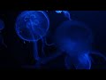 Web serie episode 3 un aquarium des mduses  banyulssurmer  biodiversarium