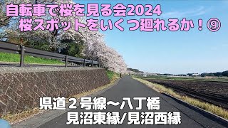 自転車で桜を見る会2024　桜スポットをいくつ廻れるか⑨　県道号線八丁橋