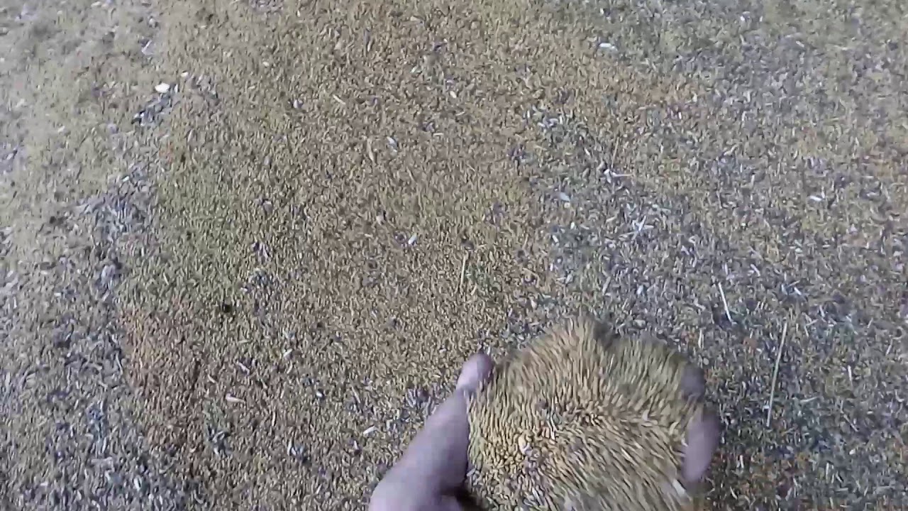 Selektiranje semenske lucerke.Os 66 C2.