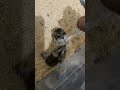 #hamster #aquaticpets #hamsterkombat #cute #pets #animals #food #cuteanimals #love #funny