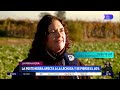 Preocupación por la Peste Negra que afecta fincas y cultivos en Mendoza: de qué se trata