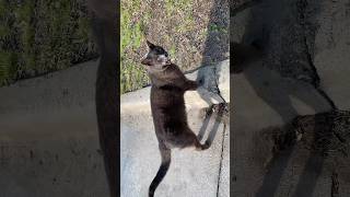 #cat #feralcat #straycat #catsofyoutube #goodmorning #chat #blackcat #greycat #communitycats