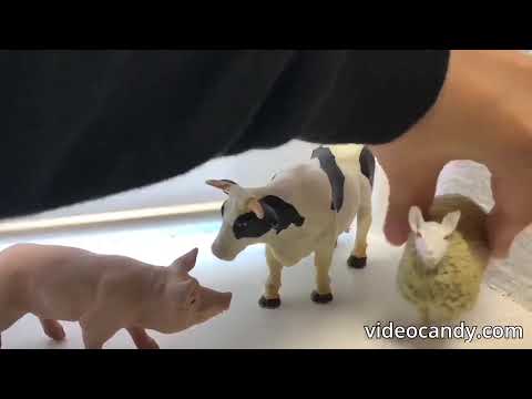 Mike the sheep video