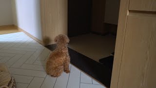 식음을 전폐하고 할매가 시골 내려간줄 알고 밤새 문 앞을 지키던 강아지 .. 사실은.. ㅋㅋㅋ