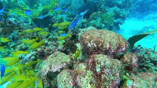 Reef Diving, Puerto Morelos, Quintana Roo, México 🇲🇽