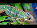 cameleon