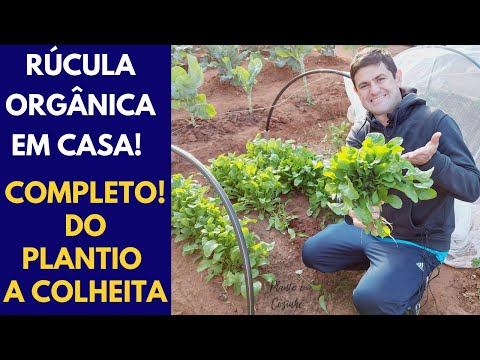 Vídeo: Cultivando Rúcula: Como Cultivar Rúcula em Seu Jardim