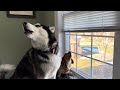 Mishka the husky