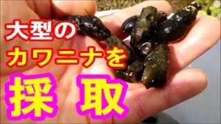 カワニナの棲息地で観察＆採取！泥と湧き水が支える生育環境【ビオトープの飼育繁殖のヒント】