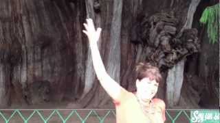 The BIG Tree in Tule, Oaxaca