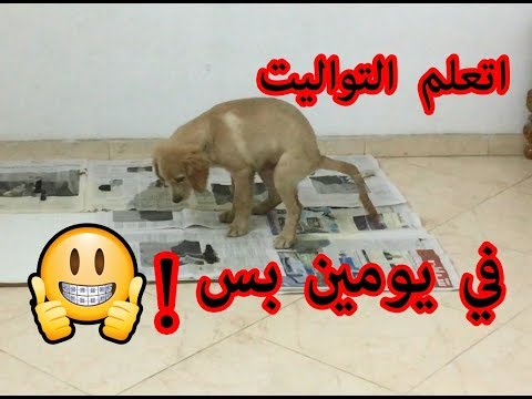 فيديو: مزيل رائحة الظربان DIY