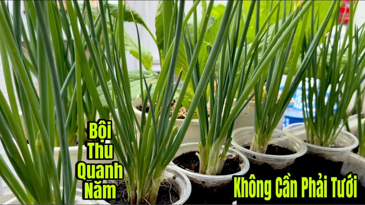 Chỉ Cần Cái Ly Nhựa Trồng Hành Lá Không Cần Tưới , Thu hoạch mỏi tay 